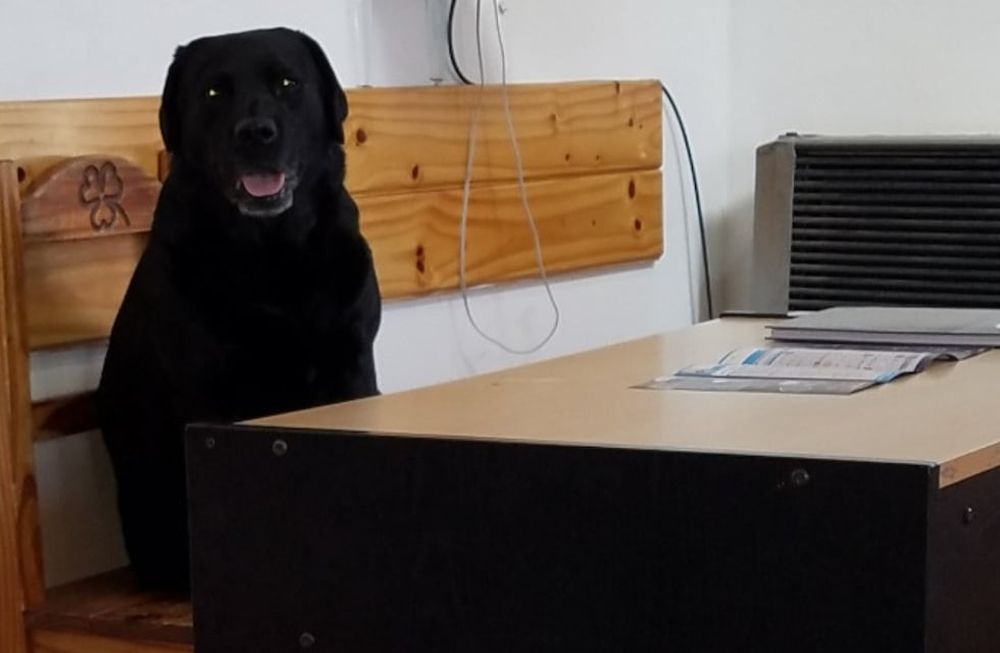 Quién es Pecky: anécdotas y la historia de la perra gendarme que emocionó a todos luego de su retiro. Foto: Gentileza Gendarmería Nacional
