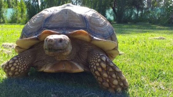 “Se les escapó la tortuga”: luego del ejemplar gigante encontrado en San Rafael, buscan a dos más en Mendoza. Foto: Prensa Secretaría de Ambiente de Mendoza.