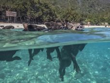 La isla de los cerditos que todos quieren conocer.