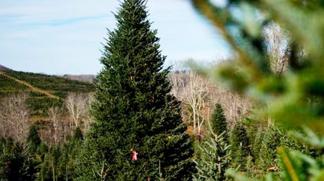 Los Andes | Un abeto que había resistido al huracán Helene fue talado para ser árbol de Navidad en la Casa Blanca. Foto: Clarín
