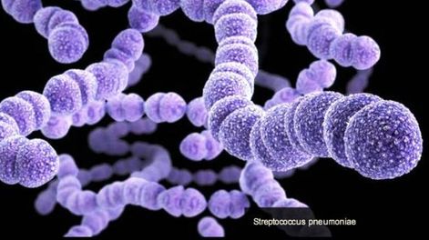 Bacterias: la resistencia antimicrobiana es una de las principales amenazas a la salud mundial.