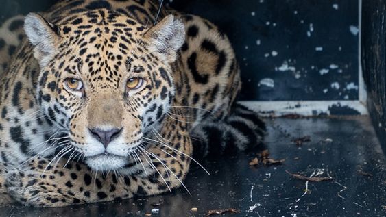 Keraná, cuyo nombre proveniente del guaraní significa “Diosa del sueño”, fue liberada en el ecosistema luego de ser rescatada en Paraguay. Foto: Fundación Rewilding Argentina.