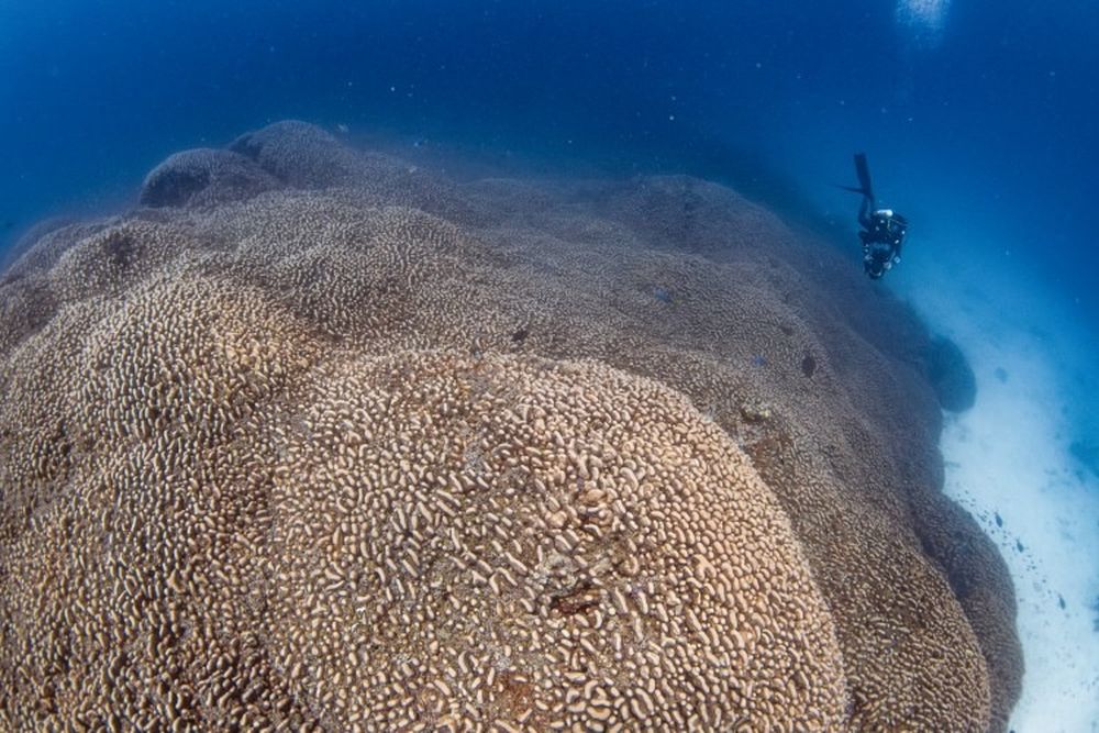 Cr&eacute;ditos: Manu San F&eacute;lix/National Geographic Mares pr&iacute;stinos.