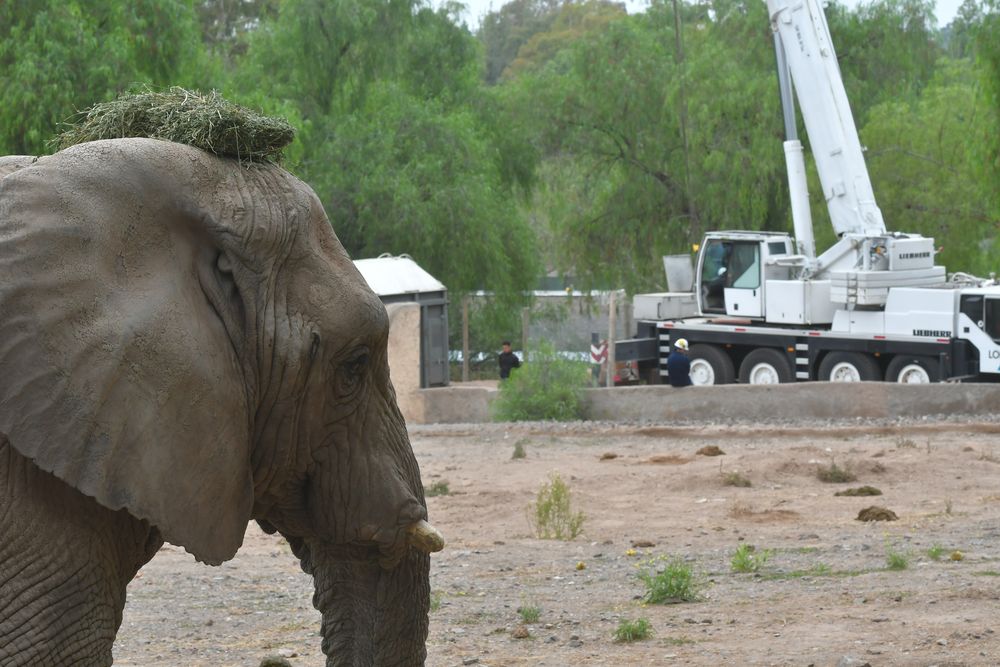 Sans éléphants à Mendoza, quels sont les animaux exotiques qui y vivent encore et comment fonctionnent-ils ? Photo : Gouvernement de Mendoza