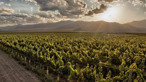 Mañana se desarrolla Experiencia IDEA Agroindustria, por primera vez de modo virtual