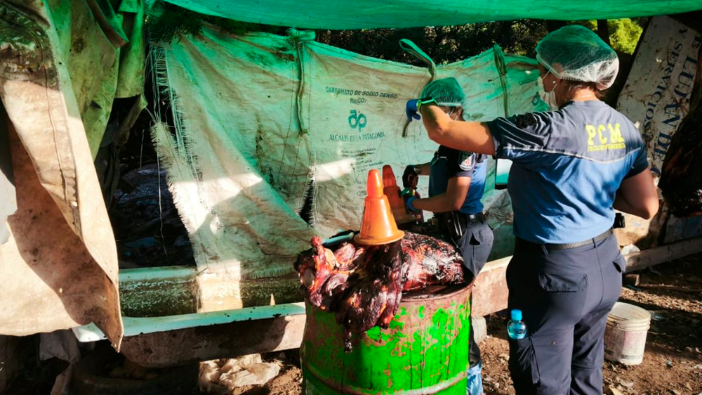 Operativo con drones permitió frenar faena ilegal de caballos en Guaymallén.
