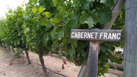 tres opciones de cabernet franc para descubrir esta cepa