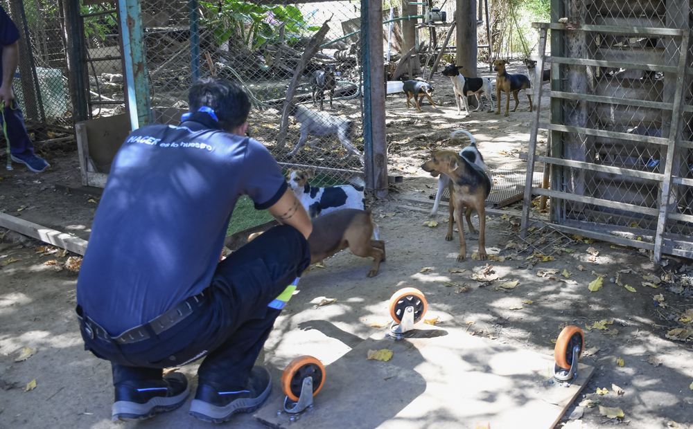 Rescate de perros en Guaymallén