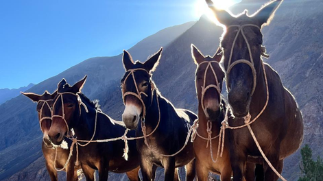 Temporada altamente positiva en el Parque Aconcagua: durante la temporada 25-26 ingresaron 9.434 mulas.