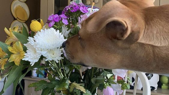 Algunas plantas pueden afectar seriamente a los perros si no se toman precauciones.