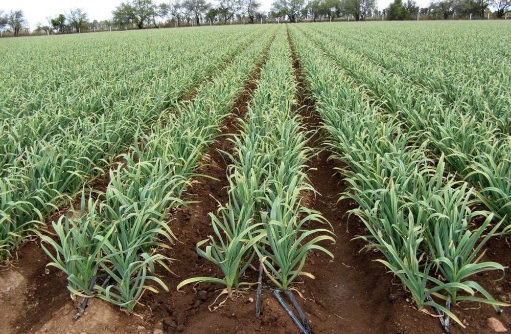 Estrés: un refuerzo para mejorar el bienestar del cultivo