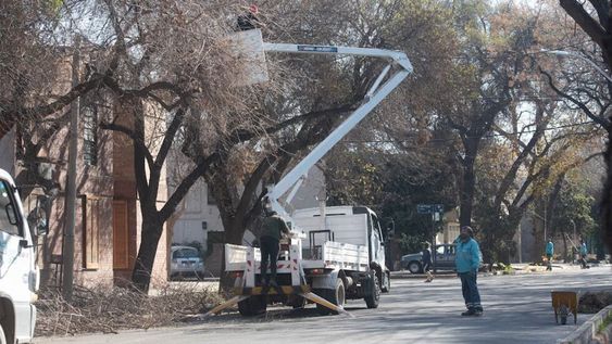Cronograma de arbolado, limpieza, desinfección y bacheo