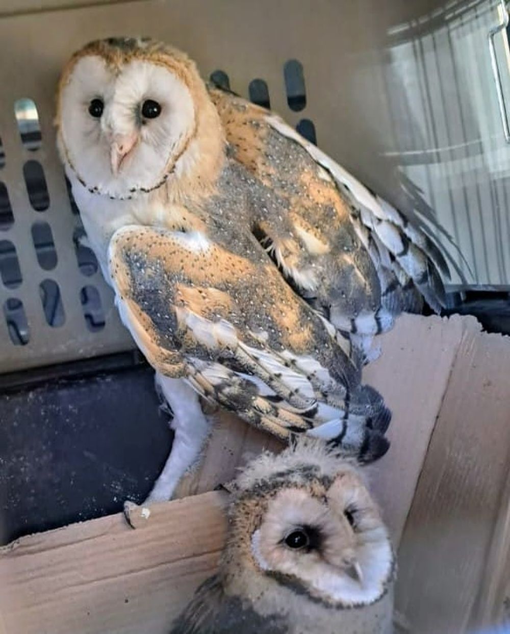 Tenía su casa en alquiler y, cuando fue a limpiarla, encontró a una familia de aves protegidas como 