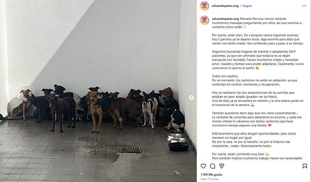 La publicación de Salvando Patas contrando la situación actual de los perritos rescatados en Guaymallén.