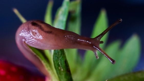 Su capacidad estratégica es atraer las babosas para luego proteger otras plantas cercanas.