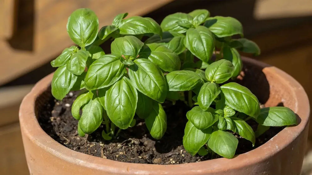 En el jardín, la jardinería advierte que muchas plantas como la albahaca se ennegrecen en verano por errores invisibles, incluso cuando reciben riego diario.