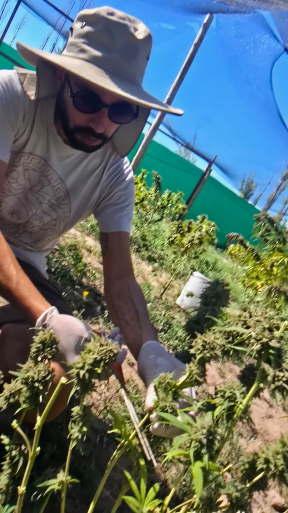 Cannabis medicinal: el inédito proyecto mendocino para producir a 3,000 msnm y que aportará información clave