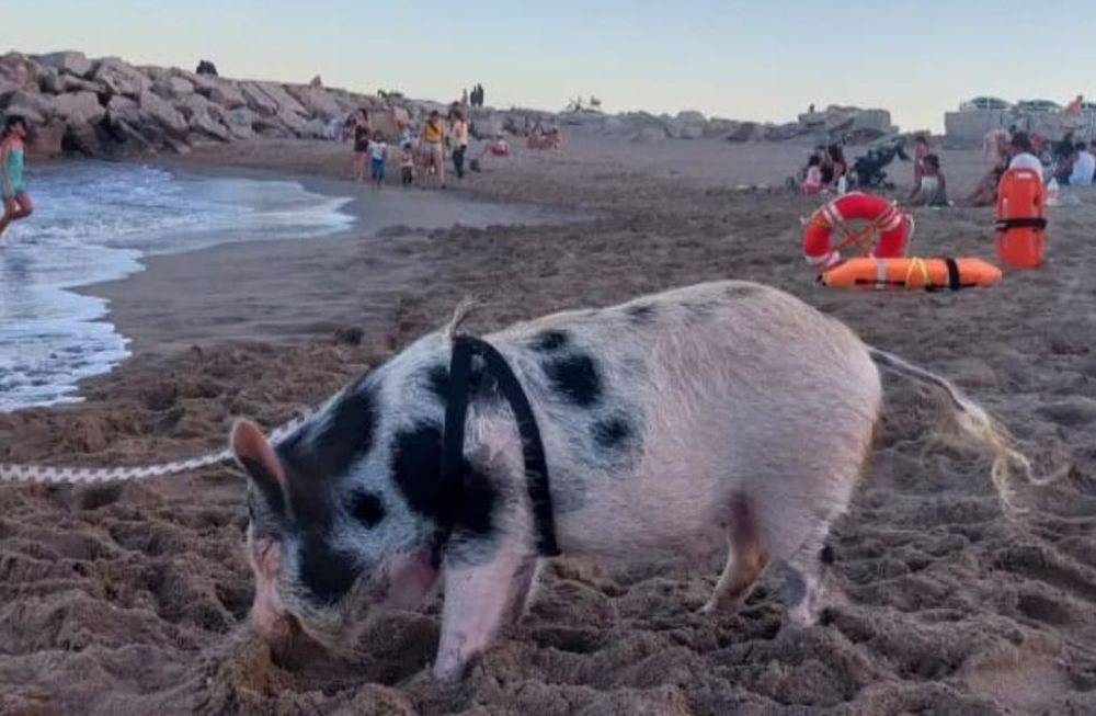 La poco convencional mascota disfrutó del mar y la playa