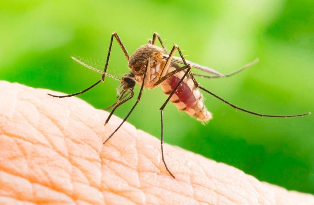 Buenos repelentes para los mosquitos. / Archivo