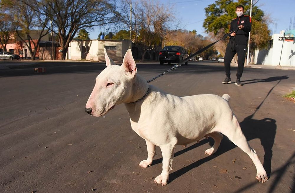 Animales de mandíbula fuerte o de estructura musculosa entran en la tipología de la normativa aprobada en 2007. Foto: Mariana Villa / Los Andes