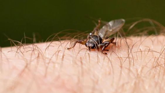 Estos insectos suelen aparecer, especialmente, en la zona del cuello o la cabeza.