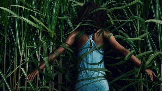 En la hierba alta, una propuesta  de terror que atrapa por su siniestra belleza