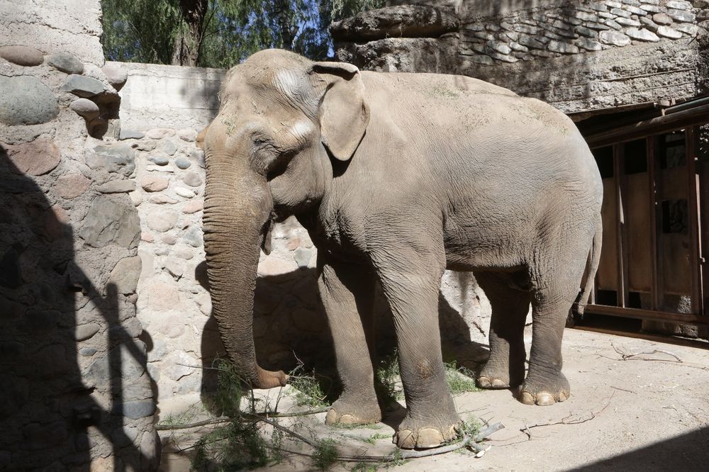 &nbsp;Tamy, el elefante asiático que falleció el pasado 24 de junio a los 55 años de edad.