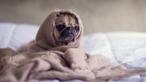 Perro