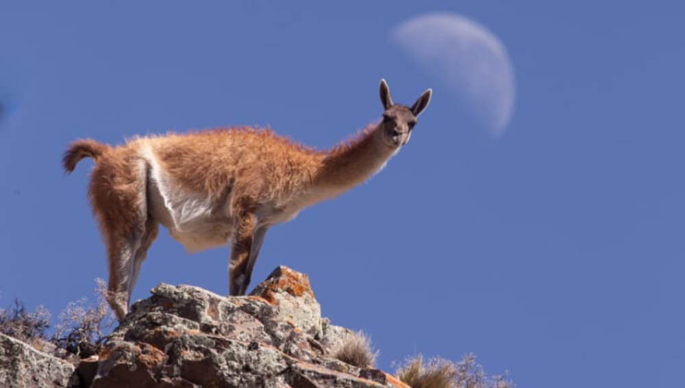 Policías cazaban animales protegidos en una reserva natural con fusiles y 