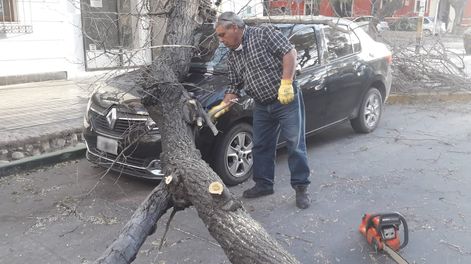Los Andes | Por el fuerte viento zonda, un árbol aplastó un auto en calle Mitre y San Lorenzo de Ciudad.