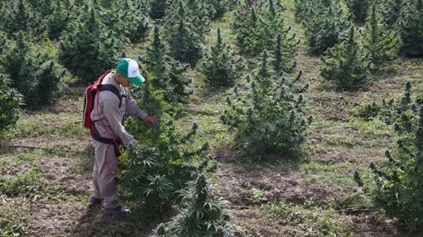 Los Andes | Así trabajan con cannabis medicinal en Jujuy.