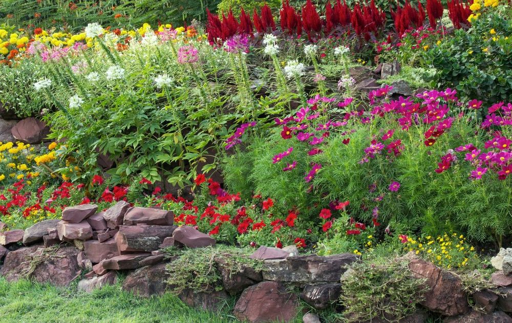 Su fácil adaptación en distintos espacios del jardín despierta interés pero también preocupación entre jardineros.