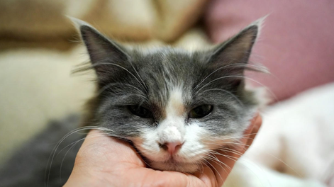 La ciencia revela que los gatos tienen un apego seguro con sus dueños.