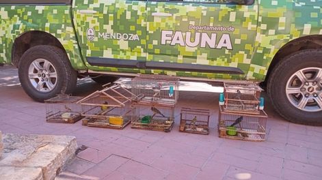 Golpe al tráfico de fauna en Mendoza: rescatan aves silvestres ofrecidas ilegalmente por redes sociales.