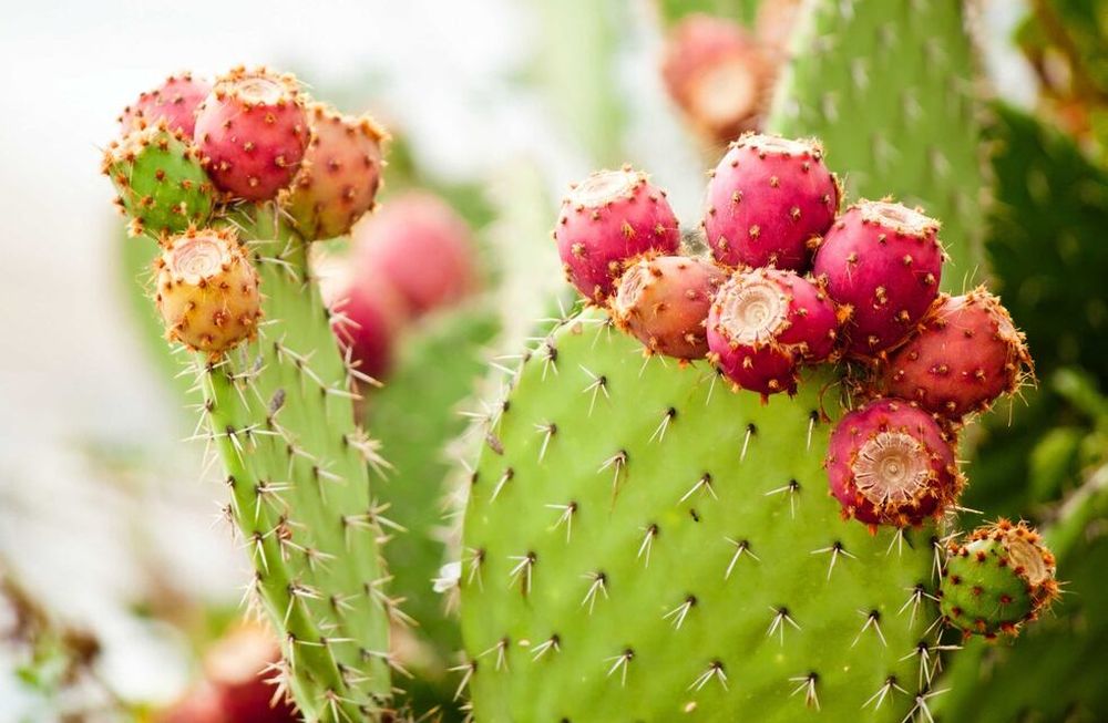 Durante estos meses de temperaturas bajas, no hay que regar crasas y cactus, ya que este tipo de plantas entran en receso invernal, no crecen ni demandan agua.