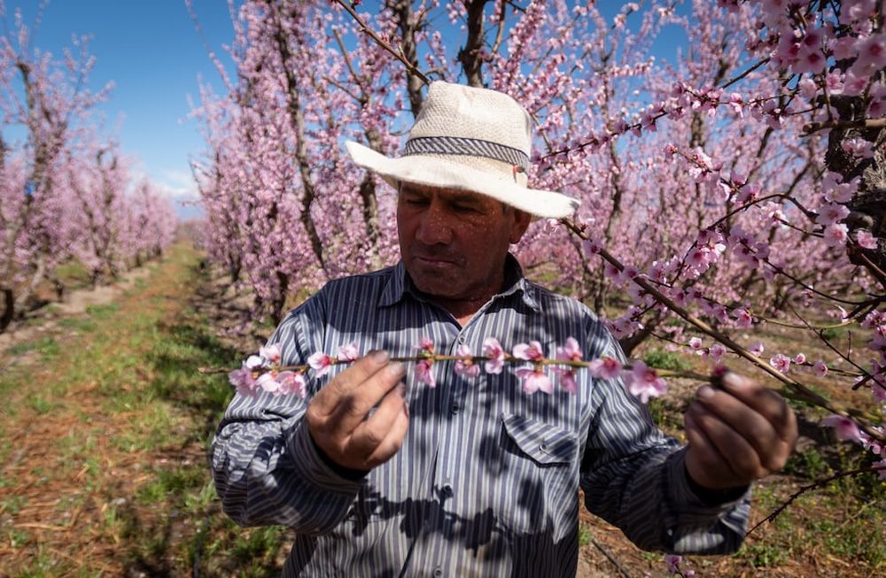 Las temperaturas más altas de lo habitual durante el invierno y cinco eventos de viento Zonda complicaron la floración y el cuajo del durazno para industrial. Foto: Ignacio Blanco / Los Andes (Archivo)