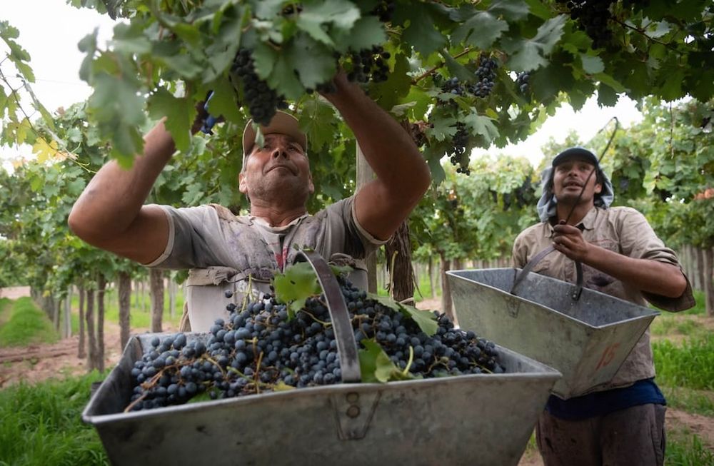 Fecovita reúne a más de 5.000 productores organizados en 29 cooperativas.