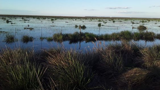 Tras la sequía y los incendios, las lluvias ayudan para recuperar el ecosistema en los Esteros del Iberá. Foto gentileza Misiones Online.