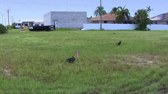 Aparecieron seis gatos negros de mentira en terrenos baldíos y nadie sabe por qué