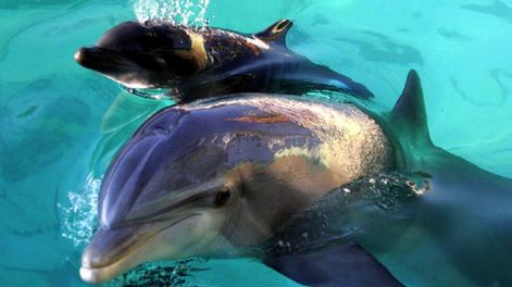 Los delfines tienen la memoria más larga del reino animal