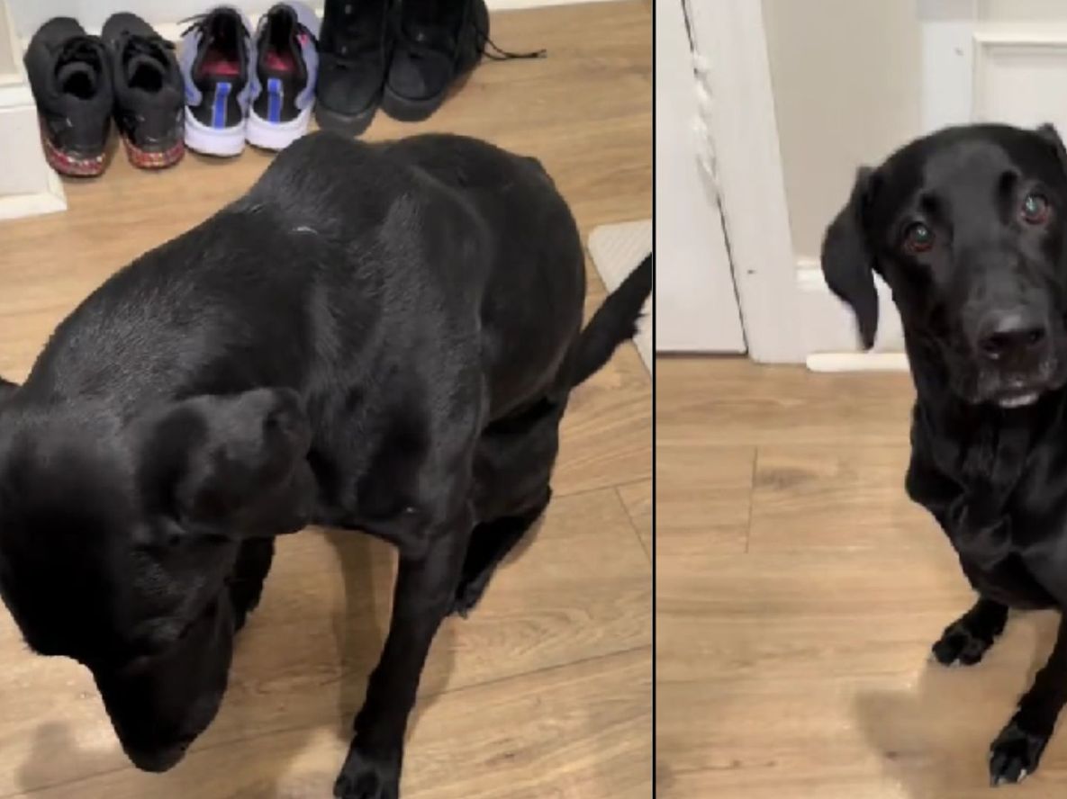 La inusual rutina de un perro antes de comer.