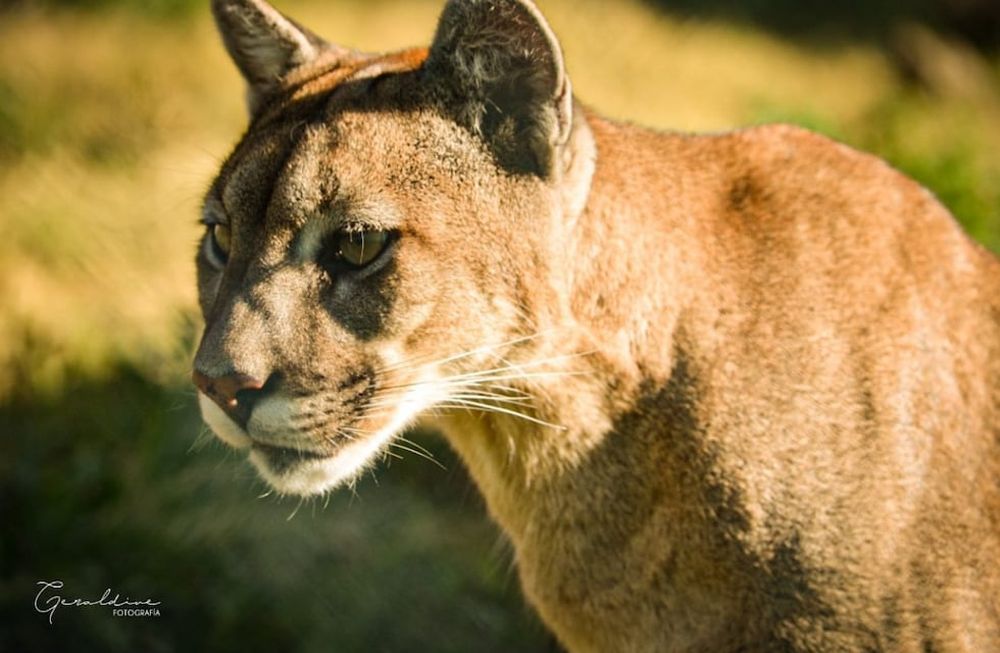 Puma (imagen ilustrativa. Foto: Gentileza S.O.S. acción Salvaje)
