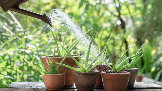 Este líquido aporta nutrientes valiosos para regenerar el aloe vera y mantener la planta fuerte.