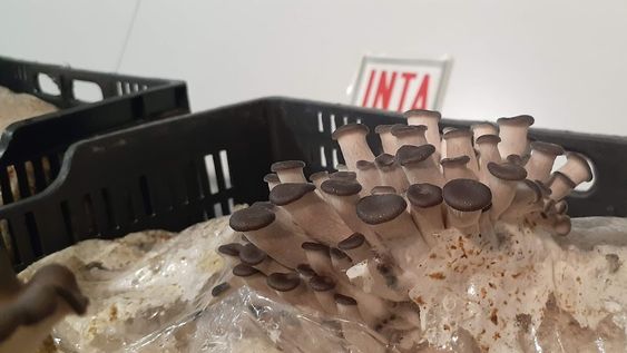 pequenos productores de hongos comestibles ya abastecen gran parte de la demanda gastronomica de mendoza