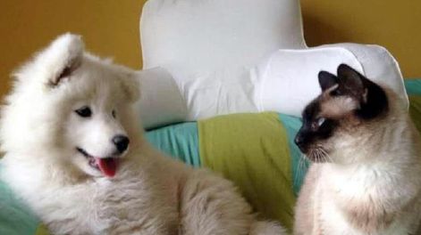 Tiernas y divertidas mascotas.