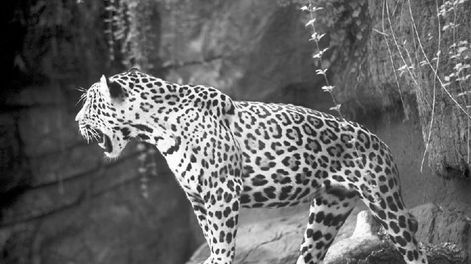 Ataque de jaguar, el relato de un testigo