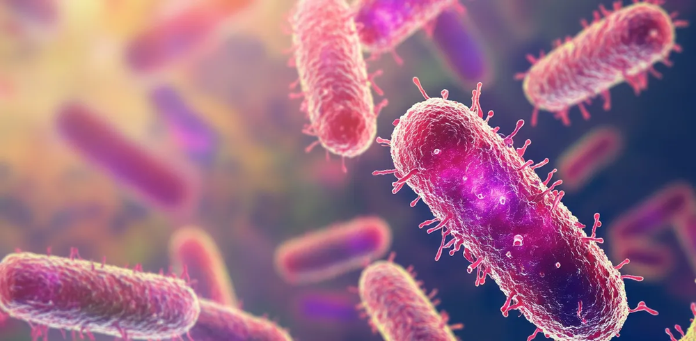Nueva investigación sobre el efecto de ciertos alimentos