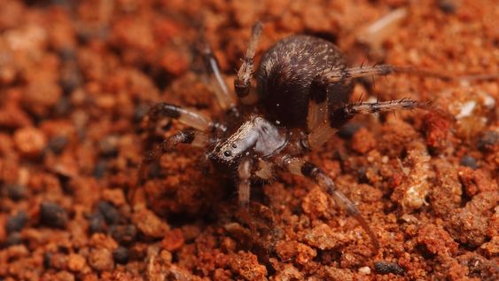 Un ejemplar hembra de Leproluchus birabeni, pequeña araña muy común en Mendoza, dando cuenta de una hormiga a la hora del almuerzo. Fotos:Ondra Michálek / Gentileza.