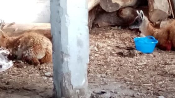 Un guanaco fue atacado por un grupo de perros en el Cordón del Plata, lo curaron y regresó a su hábitat. Foto: Gentileza Fundación Cullunche