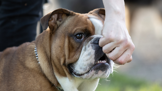 Cómo controlar la agresividad en perros y prevenir violencia, entre los cursos gratuitos disponibles online. Foto: Imagen ilustrativa (Freepik.es)